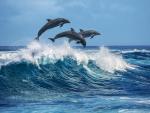 ocean-life-749