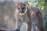 Cougar_14