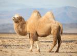 Animals_709