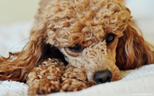 dog_443