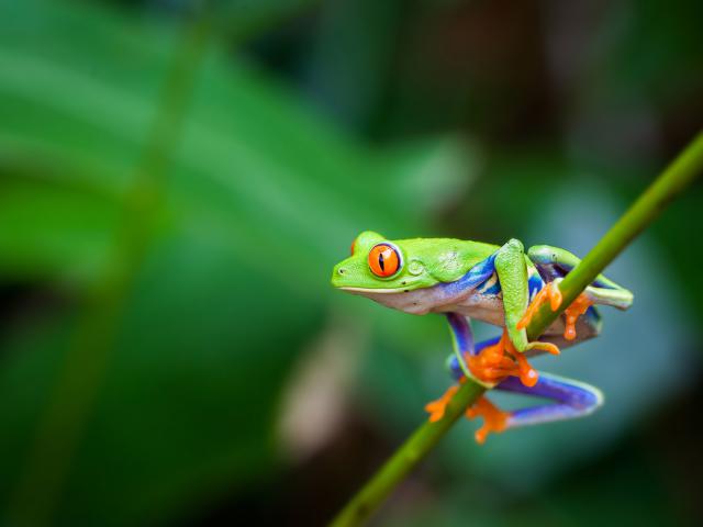 Animals_790
