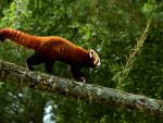 Animals_838