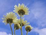 Chrysanthemums