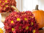 Autumn_Mums