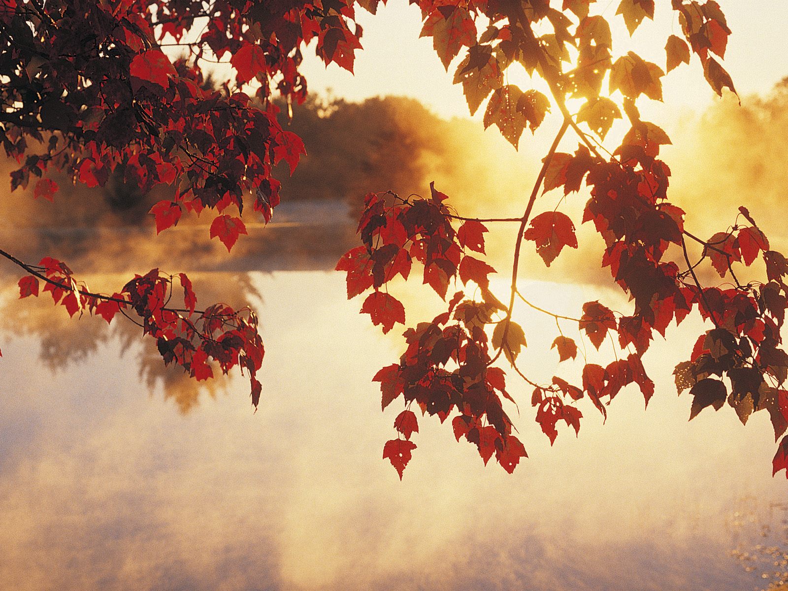 Autumn_Mist