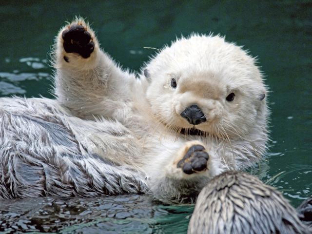 Sea_Otter