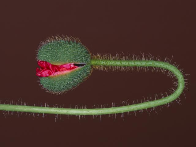 Corn_Poppy