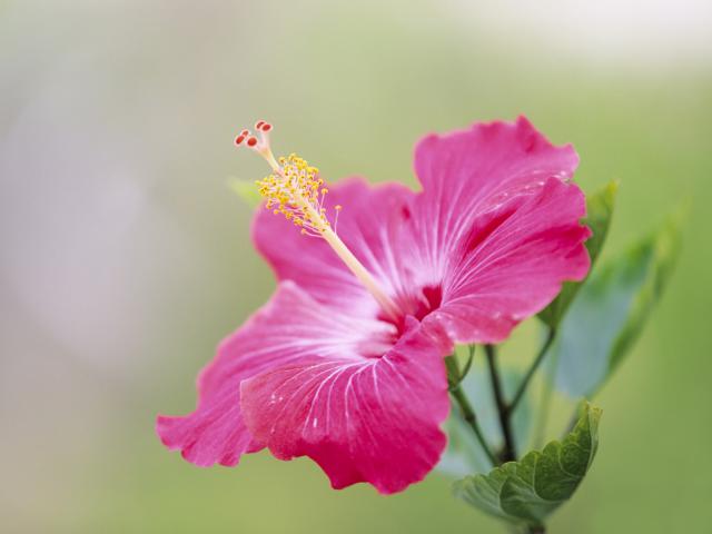 Hibiscus_Kanagawa