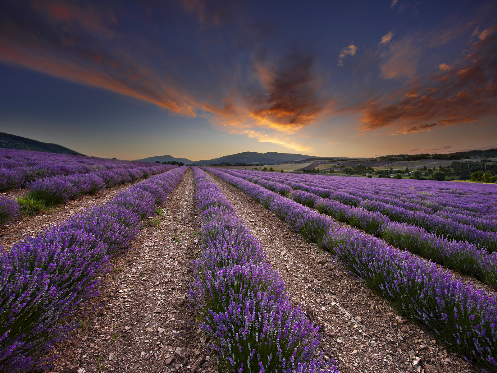 Lavender_Field_Dawn