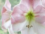 Pink_Diamond_Amaryllis