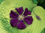 Purple_Clematis