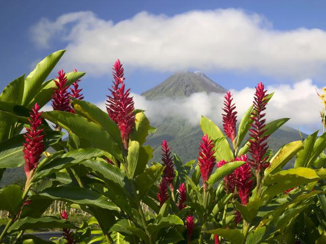 Red_Gingers_Arenal