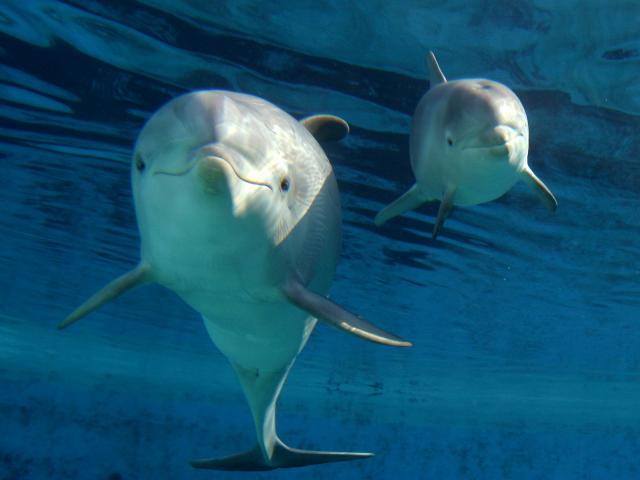 Baby_Dolphin