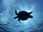 Green_Sea_Turtle