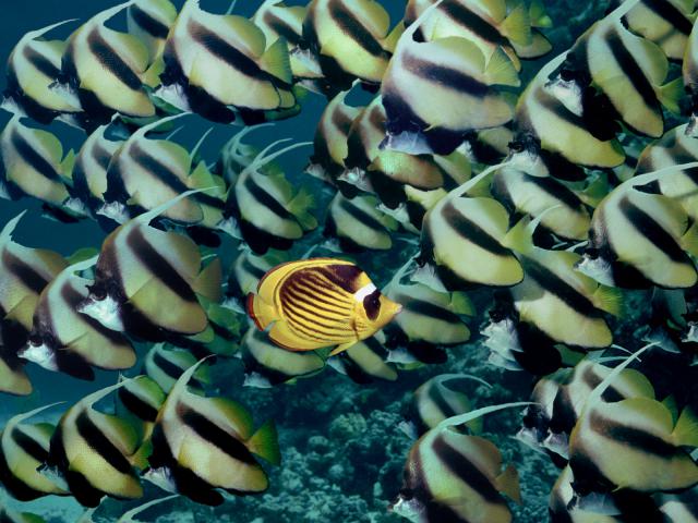 Raccoon_Butterflyfish