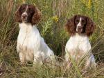 English_Springer_Spaniels