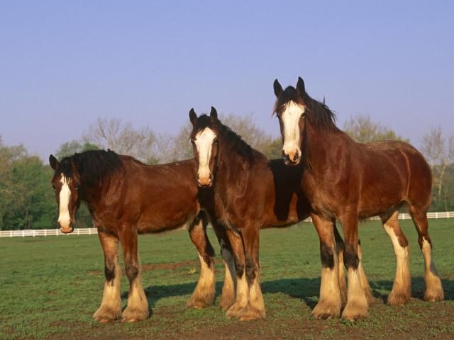 Clydesdale_Horses
