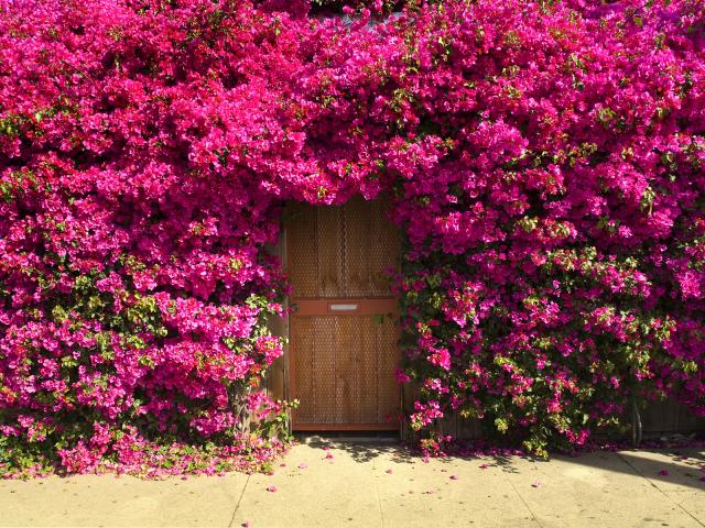 Fragrant_Doorway