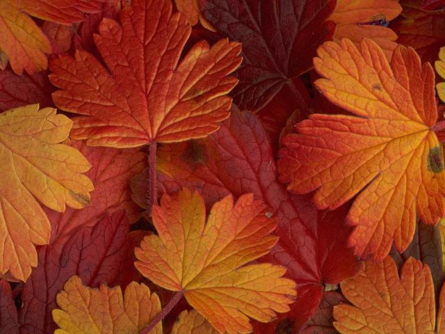 Gooseberry_Leaves