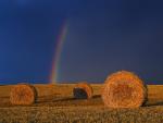 Rainbow_and_Bales