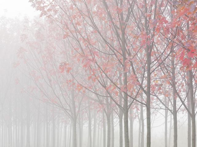 Rows_of_Maple