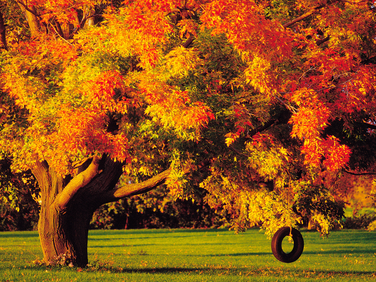 Tire_Swing_in_Autumn