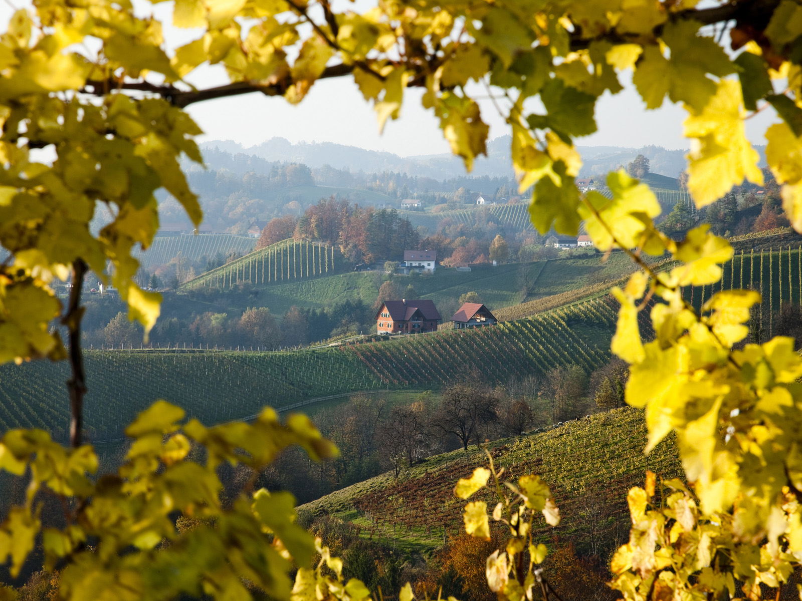 Vineyard_Near_Glanz
