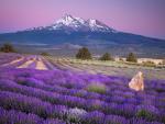 Lavender_Farm