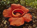 Rafflesia_Flower