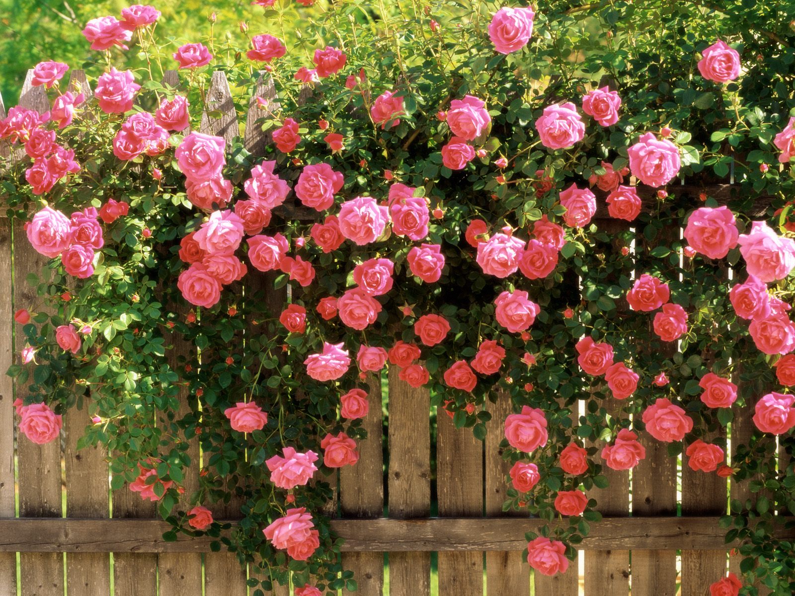 American_Beauty