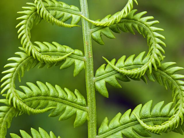 Cinnamon_Fern