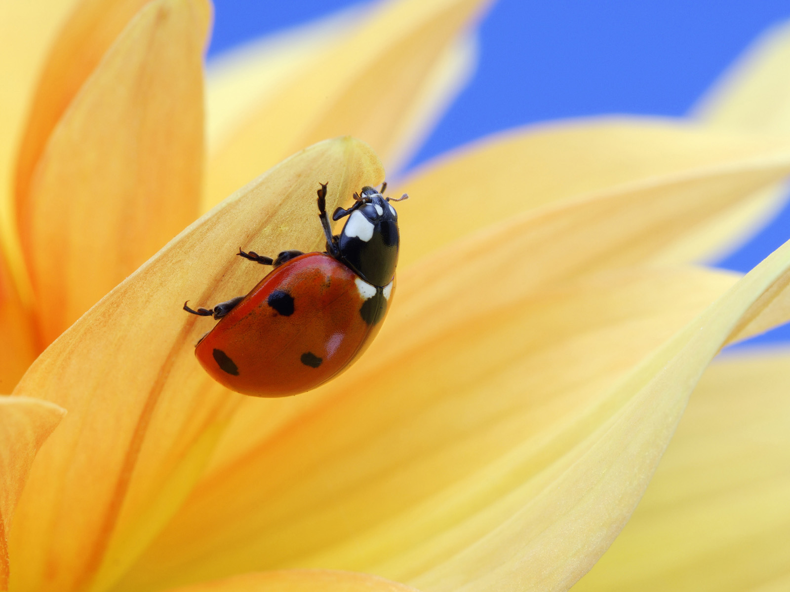 Climbing_Ladybug