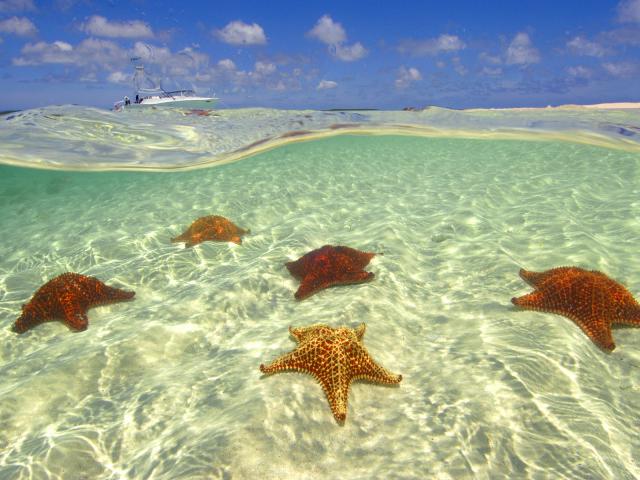 Cushion_Sea_Stars