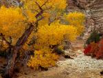 Autumn_Color_01
