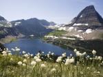 Blooming_Bear_Grass