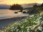 Daisies_Trinidad