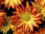 Fall_Daisies