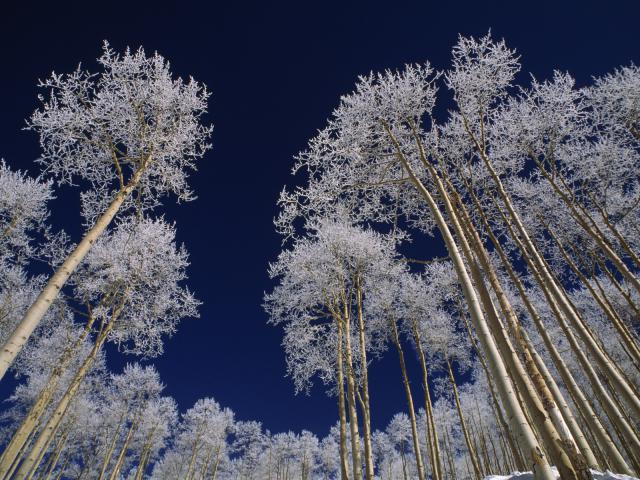 Frost-Covered_Trees