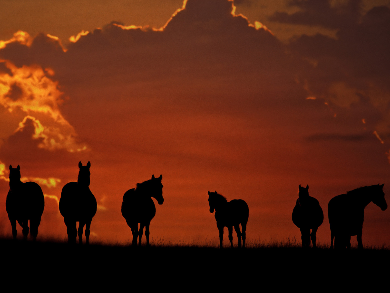 Horses_at_Sunrise