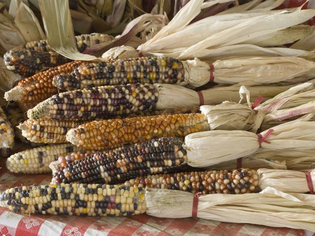 Indian_Corn