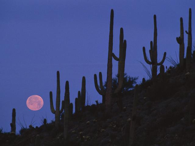 Full_Moon_Saguaro