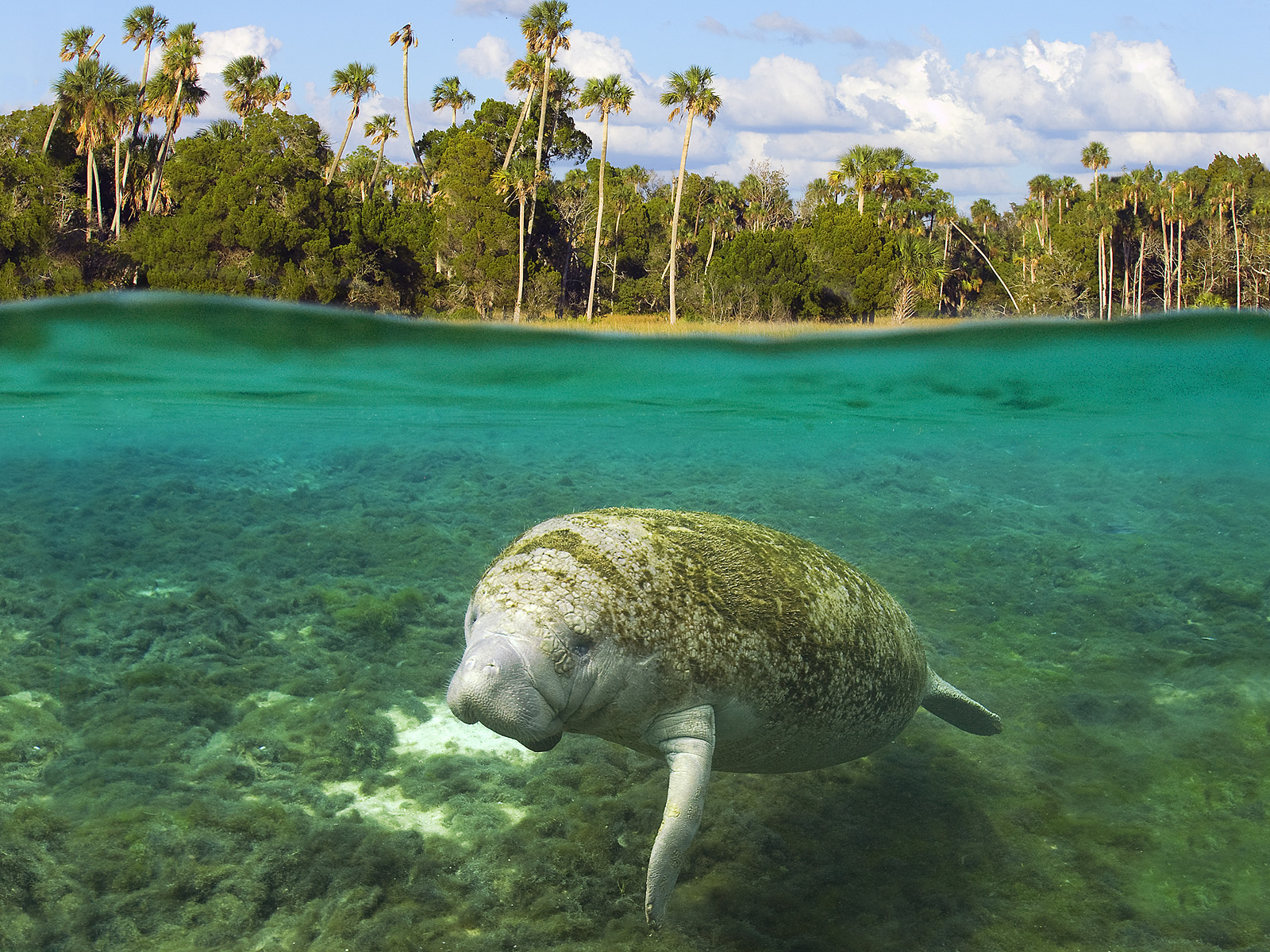 Manatee_Crystal_River