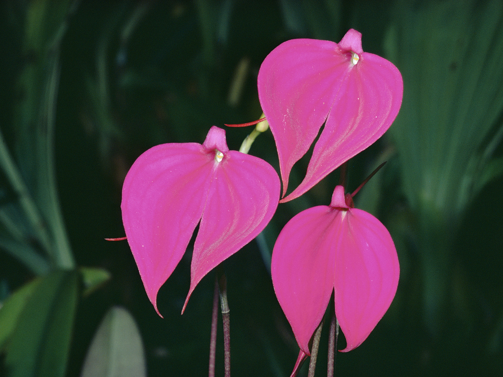 Orchids_Cloud_Forest
