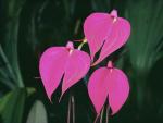 Orchids_Cloud_Forest