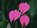 Orchids_Cloud_Forest