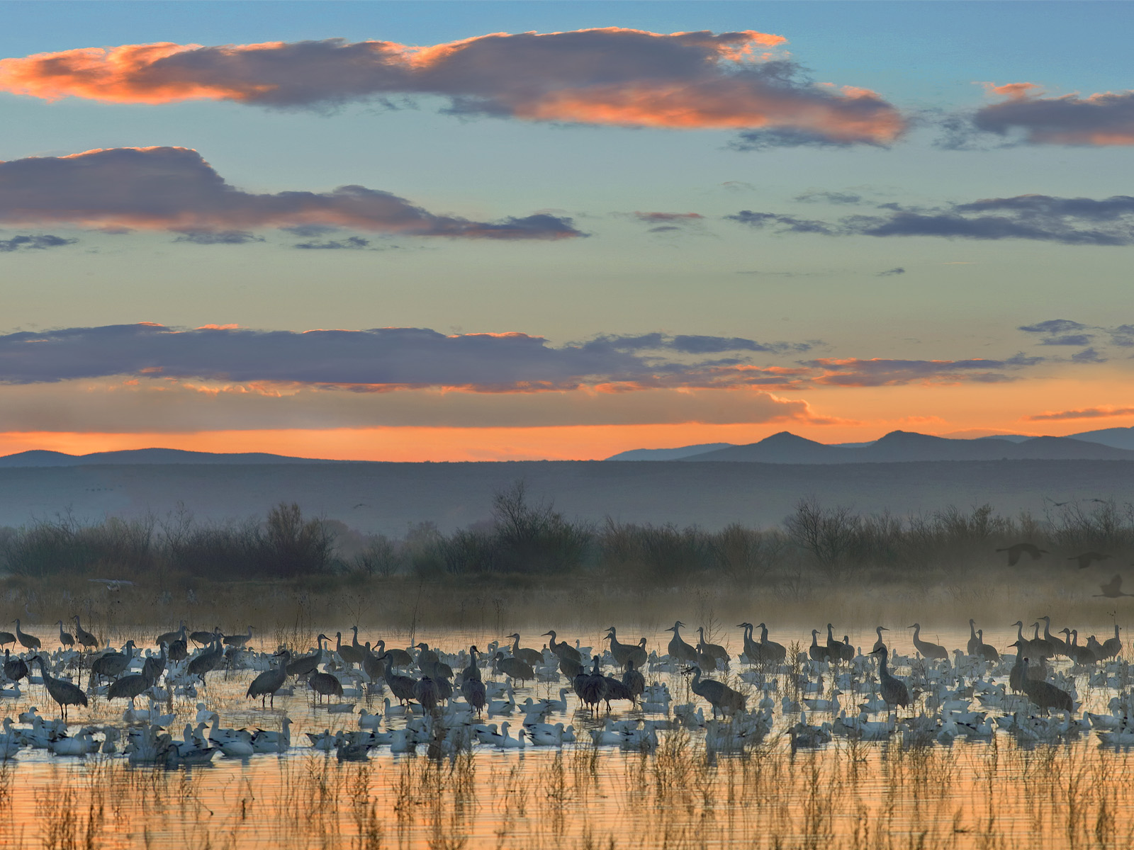 Sandhill_Cranes