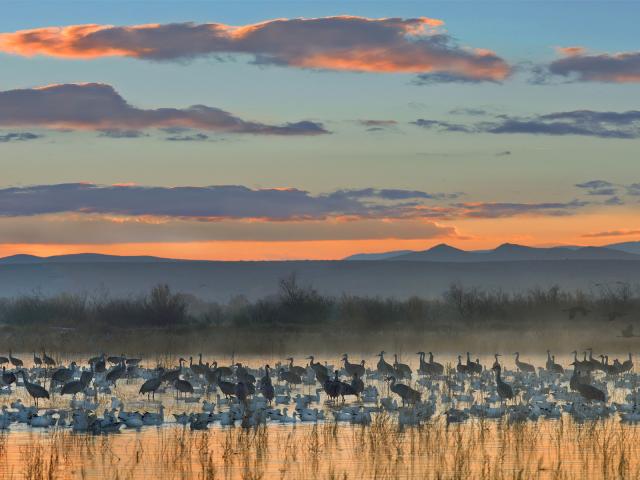 Sandhill_Cranes