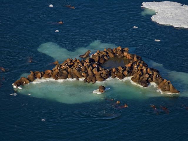 Walrus_Herd