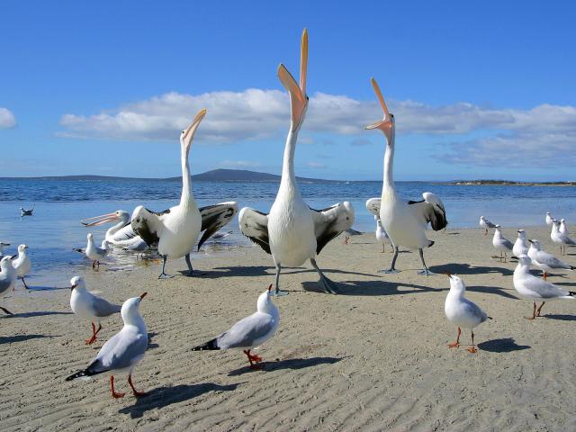 Beggars_Pelicans