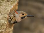 Male_Northern_Flicker